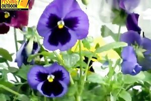 Naughty brunette hair in lengthy petticoat and nylons makes water on the flowers