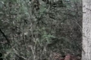 Red head bawdy bitch fingers her sexy kitty right in forest