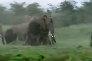 Graceful ebon wife fills her throat with large white dick