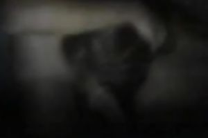 This sexually excited granny from Brazil knows how to give worthwhile head