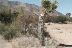 Tempting light-haired princess receives her drooling twat poked outdoors