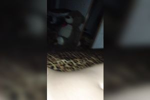 Fucking my girlfriend's appealing twat in missionary position