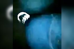 This hungry mother I'd like to fuck craves my black shlong in her filthy throat