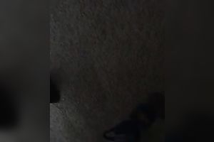 My plump black cock sluts sucks and rides my schlong and lets me cum on her face