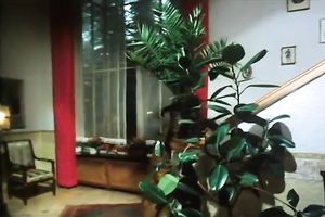 Retro dark brown milf acquires her hair bawdy cleft properly screwed