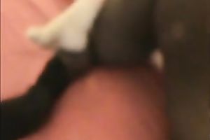 Big black guy doing great job on top of my overweight white hotwife